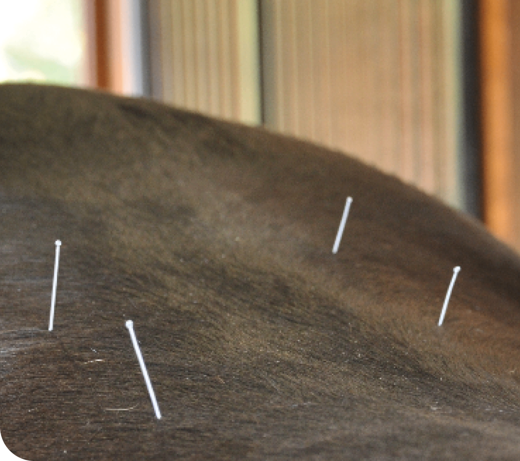 Acupuncture needles on an animal's back.