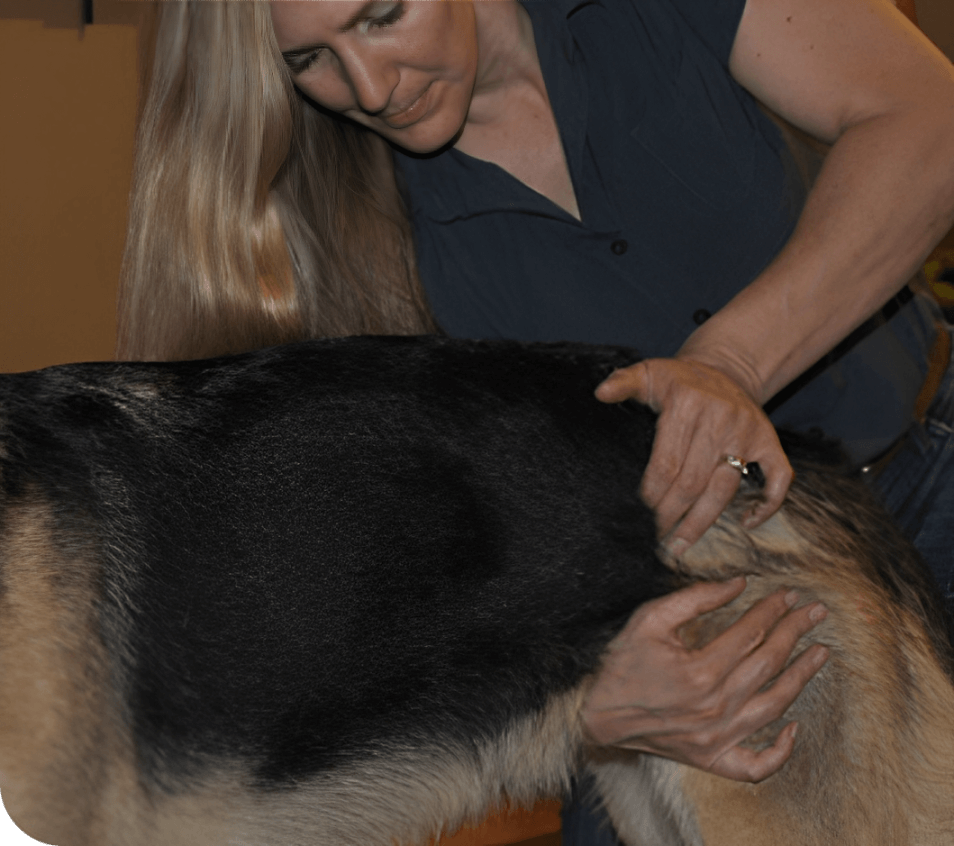 Woman examining a dog's hindquarters carefully.