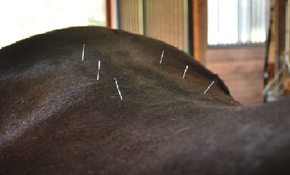 horse-acupuncture