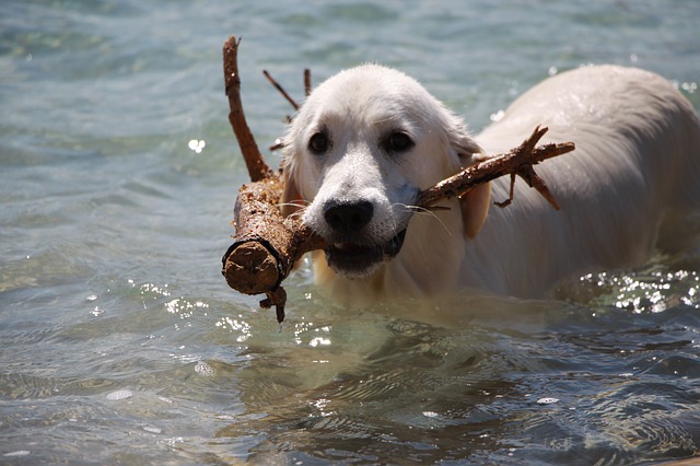 dog-seizure-acupuncture